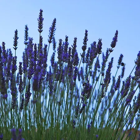 Logis Le Pressoir Saint-Chinian