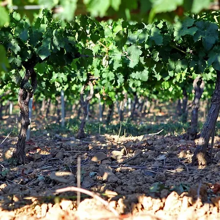 Logis Le Pressoir 2* Saint-Chinian
